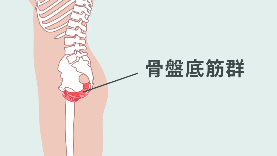 骨盤の底にある骨盤底筋群の位置を示したイラスト