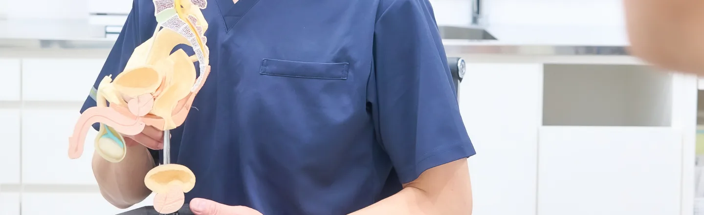骨盤の模型を使って説明する医師